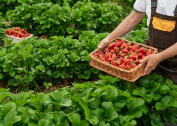 Popularização do ‘morango do amor’ chama atenção para força da produção capixaba