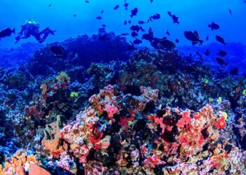 “Viva Oceano 2025”: Encontro sobre Ciências Oceânicas reúne especialistas, pesquisadores e sociedade civil