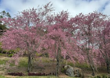 Cerejeiras em Alfredo Chaves atingem ápice da floração