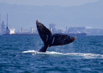 Fundema aprova novos projetos ambientais no Espírito Santo que somam mais de R$ 3 milhões