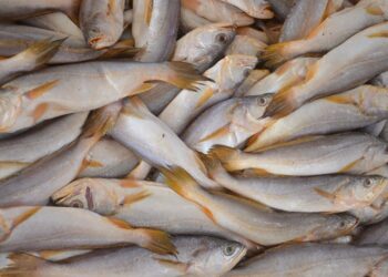 Mercado de peixes da Ceasa-ES um espaço de tradição e qualidade