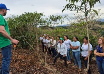 Mulheres do Café: agricultoras de Alegre participam de curso de poda do conilon