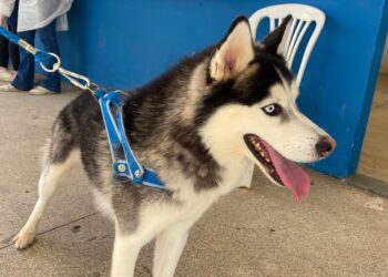 Seama realiza vacinação emergencial contra cinomose canina em Muqui