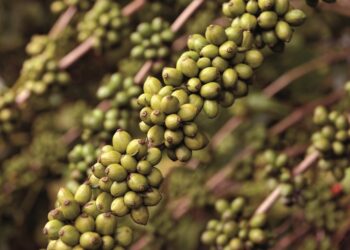 Valor Bruto da Produção Agropecuária do Espírito Santo bate recorde histórico e chega a R$ 31,2 bilhões