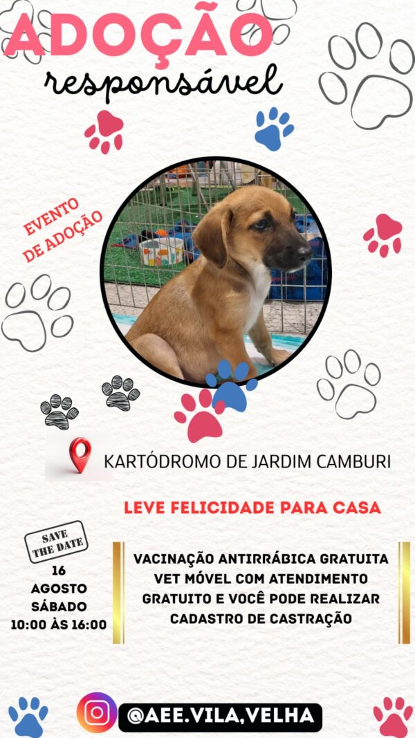 Kartódromo de Jardim Camburi terá festival com adoção de pets, vacinação gratuita - Competição seletiva para o Brasileiro de kart e até karts Drifts para crianças