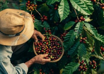 A produção de café no Espírito Santo deve atingir 17,07 milhões de sacas em 2025, segundo o terceiro levantamento de safra da Companhia Nacional de Abastecimento (Conab), divulgado neste mês de setembro. O resultado representa alta de 23,2% em relação a 2024, confirmando a força capixaba no setor. O crescimento é puxado pelo café conilon, cuja produção está estimada em 13,8 milhões de sacas, o equivalente a 68,9% da safra nacional. Em comparação ao ciclo anterior, o conilon capixaba registra alta de 40,3%, com produtividade média de 53,5 sacas por hectare, sendo o melhor desempenho dos últimos anos. Já o café arábica, cultivado principalmente no sul do Estado, deve somar 3,26 milhões de sacas, o que representa queda de 18,8% em relação a 2024. A redução é explicada pela bienalidade produtiva, quando as lavouras priorizam a recuperação vegetativa em detrimento da produção de frutos. De acordo com a Conab, a ausência do fenômeno El Niño, as chuvas mais regulares e a recuperação das reservas hídricas foram fatores decisivos para o desempenho positivo da safra de conilon. A região norte, principal polo produtor, apresentou lavouras com boa sanidade, recuperação vegetativa e pegamento satisfatório dos frutos. O secretário de Estado da Agricultura, Abastecimento, Aquicultura e Pesca, Enio Bergoli, ressaltou a importância estratégica da safra para a economia capixaba. “O Espírito Santo mantém a liderança na produção de café conilon e mostra a força da nossa cafeicultura. Os dados oficiais da Conab indicam um recorde para o nosso Estado. No entanto, é importante destacar que estatísticas do setor privado apontam números ainda maiores, podendo a safra capixaba chegar ao total de 22 milhões de sacas, sendo 19 milhões de sacas de conilon”, destacou Bergoli. A colheita do conilon, iniciada em abril, já está na reta final, com mais de 90% da área colhida. No caso do arábica, cerca de três quartos da área já foi colhida até agosto, com previsão de encerramento até outubro. Com o novo levantamento, o Espírito Santo reforça seu papel como líder nacional na produção de café conilon e segundo maior produtor de café do Brasil, sendo peça central no abastecimento interno e nas exportações do grão.