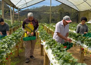 Alfredo Rural apresenta histórias inspiradoras e a força do agricultura