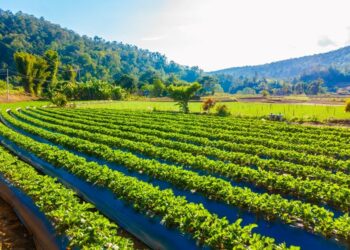 Seag e o Desenvolvimento Sustentável da Agricultura Capixaba