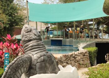 projeto tamar dia das crianças tartaruga marinha