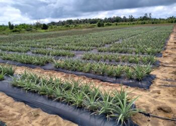 Incaper lança cartilha sobre tecnologia desenvolvida para o abacaxizeiro