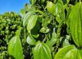 Pimenta-do-reino capixaba bate recorde de exportações em 2025