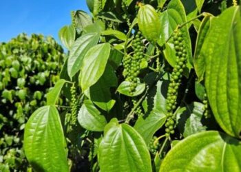 Pimenta-do-reino capixaba bate recorde de exportações em 2025