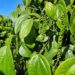 Pimenta-do-reino capixaba bate recorde de exportações em 2025