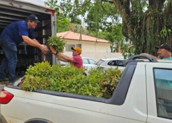 Incaper distribui mais de 400 mil mudas de eucalipto a agricultores de 18 municípios