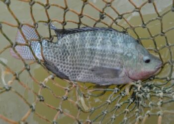 Tilápia capixaba amplia produção e agrega valor ao setor de aquicultura