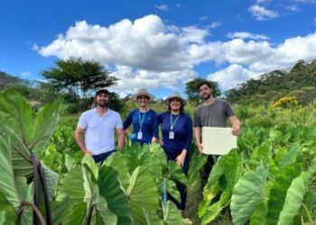 Incaper vai desenvolver novas variedades de inhame adaptadas ao Espírito Santo