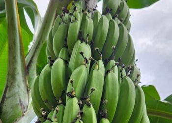 Mais produtividade e resistência Incaper lança nova variedade de banana em Alfredo Chaves