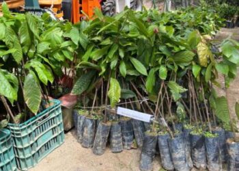 Projeto Arranjos Produtivos visa fortalecer a agricultura familiar e diversificar as culturas no ES / Foto: Marcos Bonn