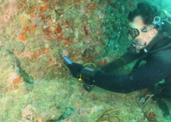 Iema capacita mergulhadores para combate ao coral-sol em Guarapari