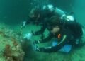 Controle do coral-sol: expedições do Iema já removeram mais de 2 mil colônias invasoras