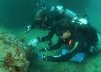 Controle do coral-sol: expedições do Iema já removeram mais de 2 mil colônias invasoras