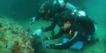 Controle do coral-sol: expedições do Iema já removeram mais de 2 mil colônias invasoras