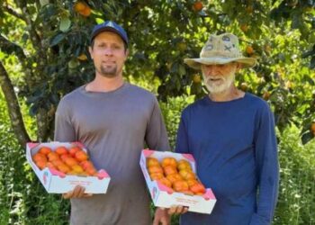 Família se dedica na produção de caqui em Alfredo Chaves