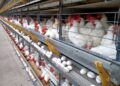 145 ovos por segundo: Espírito Santo impressiona com ritmo da produção
