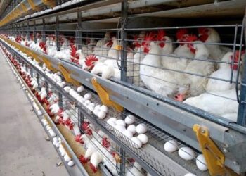 145 ovos por segundo: Espírito Santo impressiona com ritmo da produção