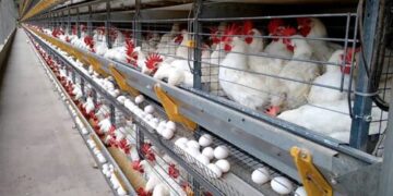 145 ovos por segundo: Espírito Santo impressiona com ritmo da produção