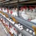 145 ovos por segundo: Espírito Santo impressiona com ritmo da produção