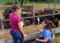 Com a análise da silagem, o produtor compreende todo o seu processo de produção