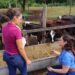 Com a análise da silagem, o produtor compreende todo o seu processo de produção