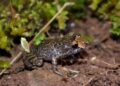 Nova espécie de anfíbio é descoberta no Parque Nacional do Caparaó