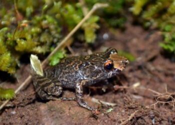 Nova espécie de anfíbio é descoberta no Parque Nacional do Caparaó