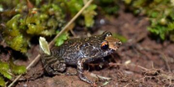 Nova espécie de anfíbio é descoberta no Parque Nacional do Caparaó