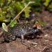 Nova espécie de anfíbio é descoberta no Parque Nacional do Caparaó