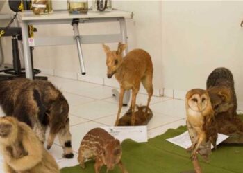 Polícia Militar Ambiental realizará exposição nesta sexta, 29, em Alfredo Chaves