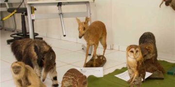 Polícia Militar Ambiental realizará exposição nesta sexta, 29, em Alfredo Chaves