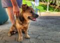Seama reforça ações do Pet Vida com campanha da segunda dose da vacina V8 em Santa Teresa