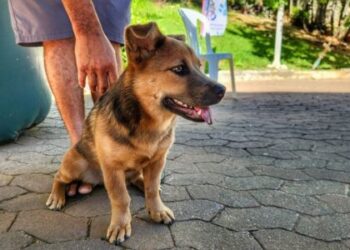 Seama reforça ações do Pet Vida com campanha da segunda dose da vacina V8 em Santa Teresa