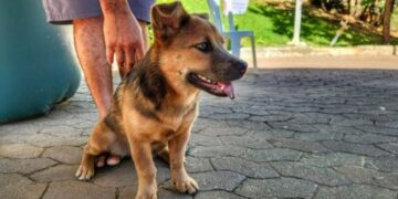 Seama reforça ações do Pet Vida com campanha da segunda dose da vacina V8 em Santa Teresa