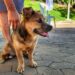 Seama reforça ações do Pet Vida com campanha da segunda dose da vacina V8 em Santa Teresa