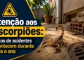 Atenção aos escorpiões: os riscos de acidentes acontecem durante todo o ano