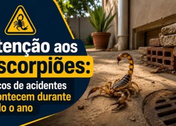Atenção aos escorpiões: os riscos de acidentes acontecem durante todo o ano