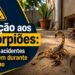 Atenção aos escorpiões: os riscos de acidentes acontecem durante todo o ano