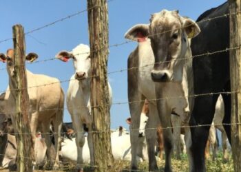Produtores que não fizeram atualização cadastral de rebanho estão sujeitos a multa