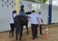 Terapia com cavalos da Polícia Militar transforma vidas