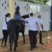 Terapia com cavalos da Polícia Militar transforma vidas