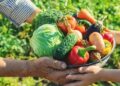 Prefeitura abre seleção do Programa de Aquisição de Alimentos com investimento de R$ 175 mil